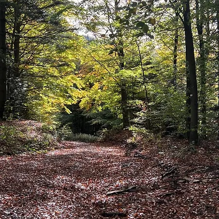 Brack In Gaggenau, Schwarzwald 加格瑙